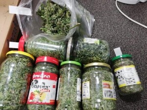 Suwałki plantacja konopi zlikwidowana