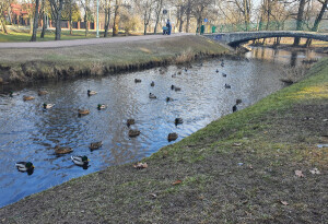 W Suwałkach powstaną „kaczkomaty”