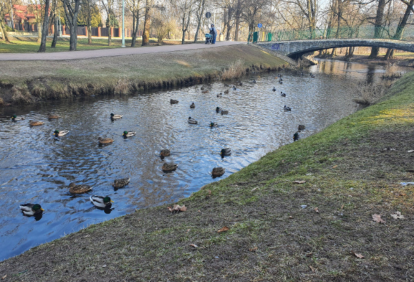 Suwałki kaczki
