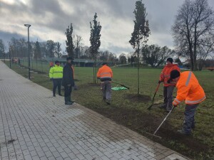 Nowe drzewa na suwalskich bulwarach