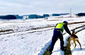 Suwalscy policjanci pomogli sarnie