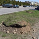 Suwałki: przsadzanie drzew Międzyzakładowa Spółdzielnia Mieszkaniowa