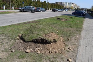 Suwałki: przsadzanie drzew Międzyzakładowa Spółdzielnia Mieszkaniowa