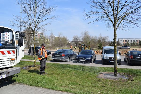 Suwałki: przsadzanie drzew Międzyzakładowa Spółdzielnia Mieszkaniowa