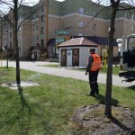 Suwałki: przsadzanie drzew Międzyzakładowa Spółdzielnia Mieszkaniowa