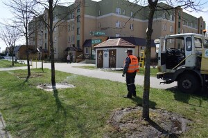 Suwałki: przsadzanie drzew Międzyzakładowa Spółdzielnia Mieszkaniowa