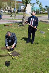 Suwałki świerki papieskie