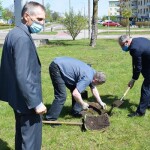 Suwałki świerki papieskie