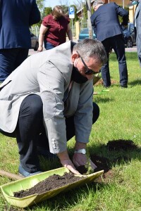 Suwałki świerki papieskie