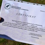 Suwałki świerki papieskie