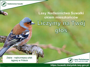 LASY NADLEŚNICTWA SUWAŁKI OKIEM MIESZKAŃCÓW