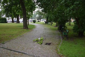 Suwałki powalone drzewo w Parku Konstytucji 3 Maja