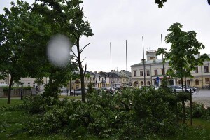 Suwałki powalone drzewo w Parku Konstytucji 3 Maja