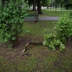 Suwałki powalone drzewo w Parku Konstytucji 3 Maja