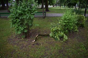 Suwałki powalone drzewo w Parku Konstytucji 3 Maja