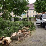 Suwałki powalone drzewo w Parku Konstytucji 3 Maja