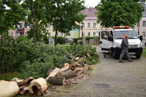 Suwałki powalone drzewo w Parku Konstytucji 3 Maja