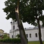 Suwałki powalone drzewo w Parku Konstytucji 3 Maja