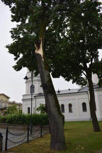 Suwałki powalone drzewo w Parku Konstytucji 3 Maja
