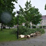 Suwałki powalone drzewo w Parku Konstytucji 3 Maja