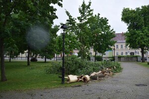 Suwałki powalone drzewo w Parku Konstytucji 3 Maja