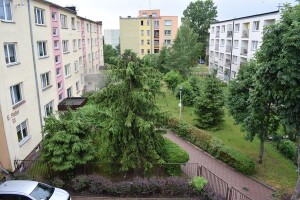 połamane drzewo przy bibliotece