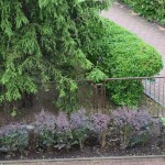 połamane drzewo przy bibliotece