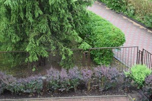 połamane drzewo przy bibliotece