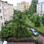połamane drzewo przy bibliotece