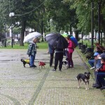 Suwałki wystawa psów nierasowych