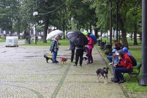 Suwałki wystawa psów nierasowych