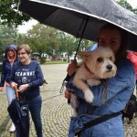Suwałki wystawa psów nierasowych