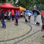 Suwałki wystawa psów nierasowych