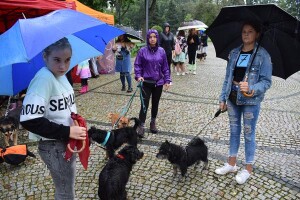 Suwałki wystawa psów nierasowych