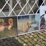 Suwałki wystawa psów nierasowych