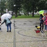 Suwałki wystawa psów nierasowych