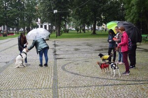 Suwałki wystawa psów nierasowych