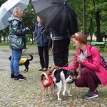Suwałki wystawa psów nierasowych