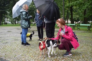 Suwałki wystawa psów nierasowych