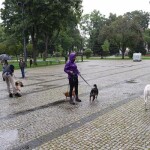 Suwałki wystawa psów nierasowych