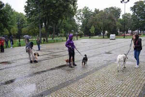 Suwałki wystawa psów nierasowych