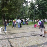 Suwałki wystawa psów nierasowych