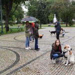 Suwałki wystawa psów nierasowych