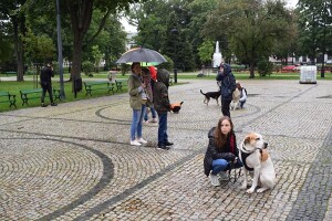 Suwałki wystawa psów nierasowych