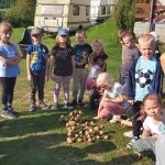Suwałki Przedszkole nr 7 Święto pieczonego ziemniaka