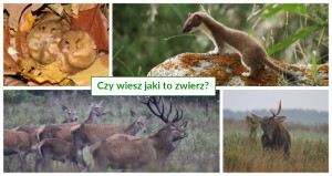 Czy wiesz jaki to zwierz?
