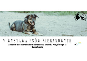 V Wystawa Psów Nierasowych