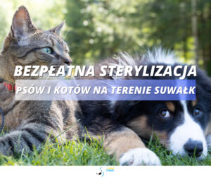 Bezpłatna sterylizacja psów i kotów w Suwałkach