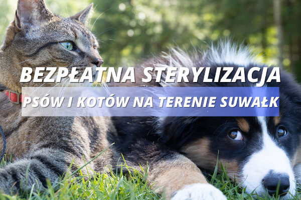 Bezpłatna sterylizacja psów i kotów w Suwałkach