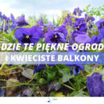 XXVIII edycja konkursu „Gdzie te piękne ogrody i kwieciste balkony…